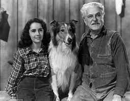 Lassie: quando il collie più famoso del mondo arrivò nelle case italiane — foto anni 80 e 90